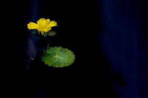 Trending What is Lotus App Download: Step-by-Step Guide for India (2027)
