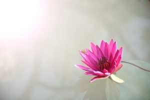 Real Lotus365 App Download: Step-by-Step Guide for India (2027)